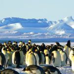 Des manchots rencontrés lors d'une croisière en Antarctique