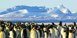 Des manchots rencontrés lors d'une croisière en Antarctique