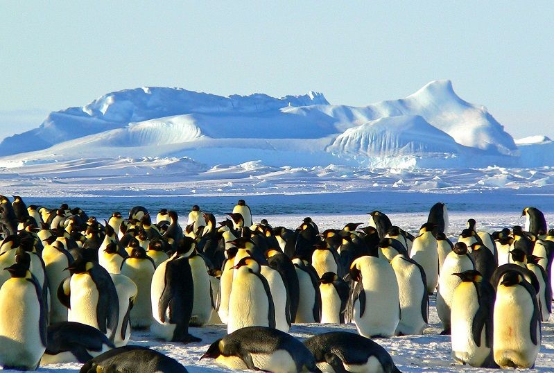 Des manchots rencontrés lors d'une croisière en Antarctique